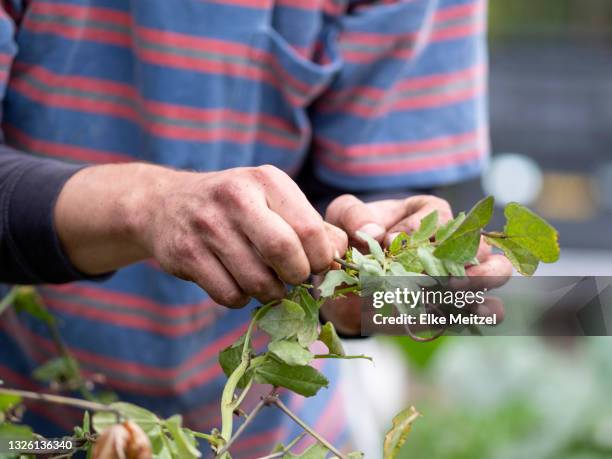 model released (mr) - melbourne food imagens e fotografias de stock