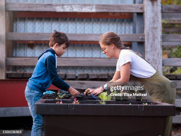 model released (mr) - side view vegetable garden stock pictures, royalty-free photos & images