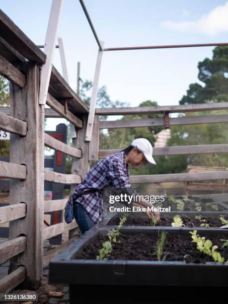 model released (mr) - side view vegetable garden stock pictures, royalty-free photos & images