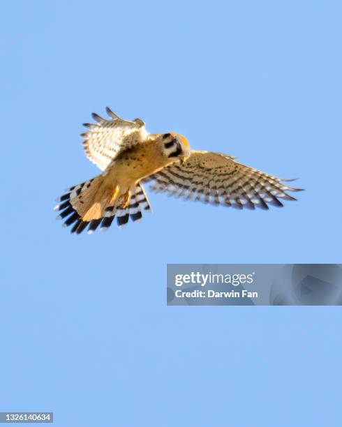 american kestrel hovering and hunting - rovfågel bildbanksfoton och bilder