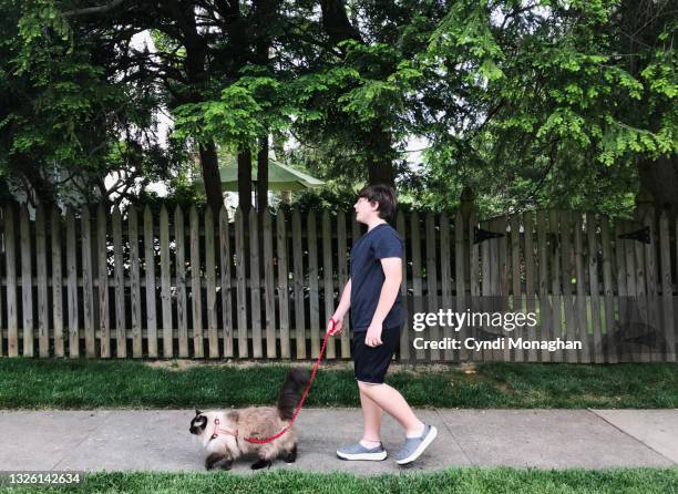 pre teen boy walking his cat on a leash - haustierleine stock-fotos und bilder