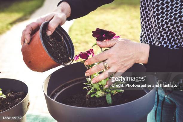 woman planting flower in backyard - begonia stock pictures, royalty-free photos & images