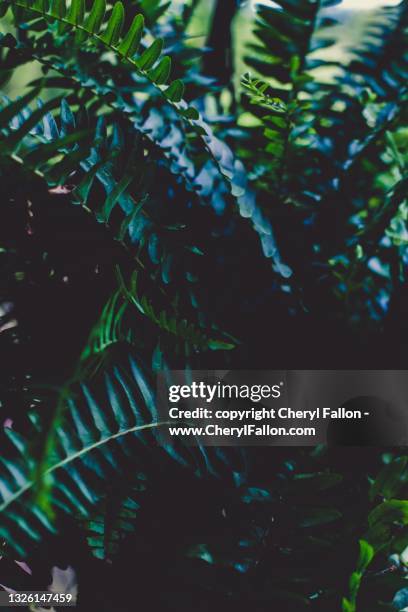 fern - fallon stock pictures, royalty-free photos & images