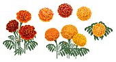 Marigold or tagetes blooming red and orange flower