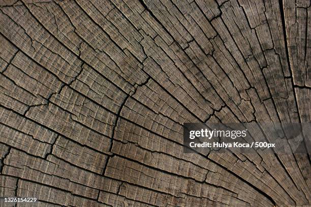 full frame shot of tree stump - panel wicket stock pictures, royalty-free photos & images