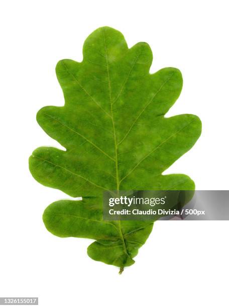 close-up of leaf against white background - english oak stock pictures, royalty-free photos & images