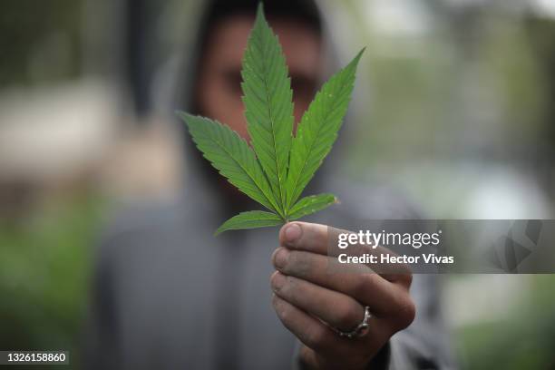 Person shows a marijuana plant outside the Mexican Senate on June 29, 2021 in Mexico City, Mexico. According to the Supreme court, now to legally...