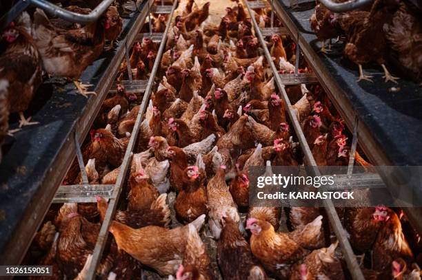 indoor farm of hens that lay eggs. - salmonelosis fotografías e imágenes de stock