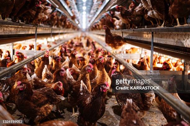 indoor farm of hens that lay eggs. - livestock stock pictures, royalty-free photos & images