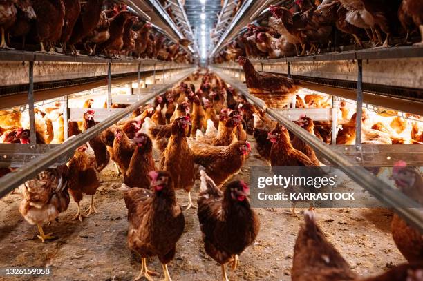 indoor farm of hens that lay eggs. - allevamento polli foto e immagini stock