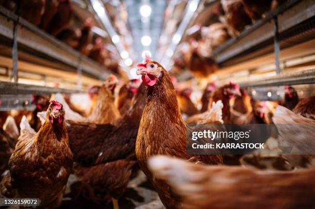 indoor farm of hens that lay eggs. - animales granja fotografías e im�ágenes de stock