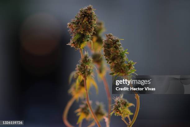 Marijuana plant is seen outside the Supreme Court of Justice of Mexico on June 29, 2021 in Mexico City, Mexico. According to the Supreme court, now...