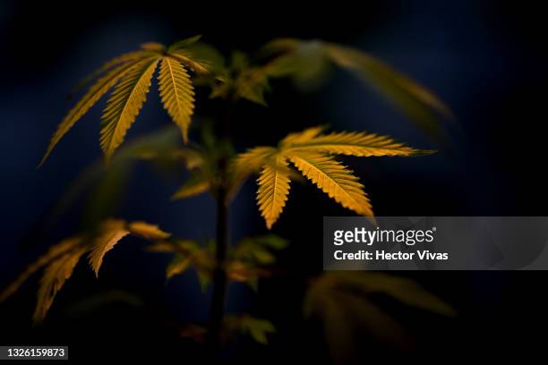 Marijuana plant is seen outside the Supreme Court of Justice of Mexico on June 29, 2021 in Mexico City, Mexico. According to the Supreme court, now...