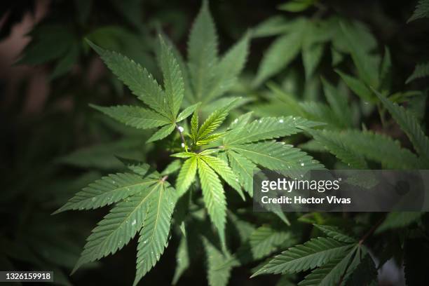Marijuana plant is seen in a plantation set up outside the Mexican Senate on June 29, 2021 in Mexico City, Mexico. According to the Supreme court,...