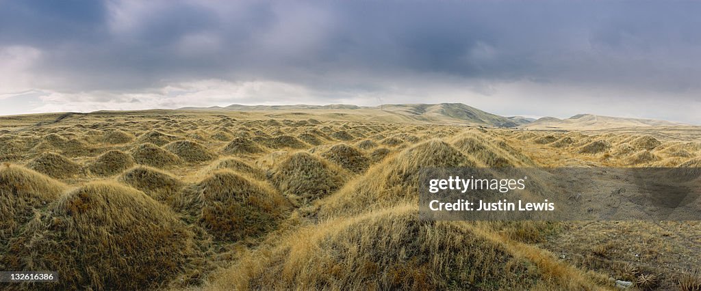 Grass dunes with stromy sky