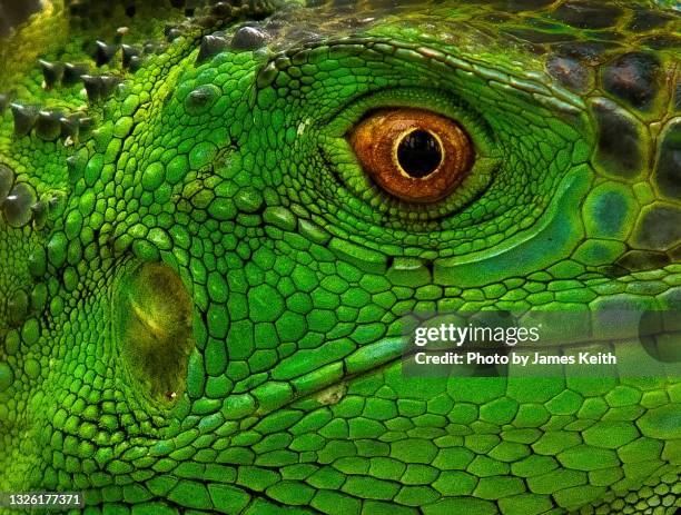 Single Lizard Scale Lizard Scales Photos and Premium High Res Pictures - Getty Images