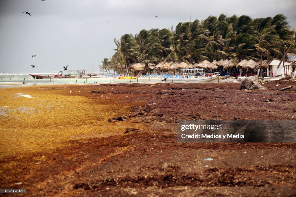 Sargassum Hits Beaches in Mahahual