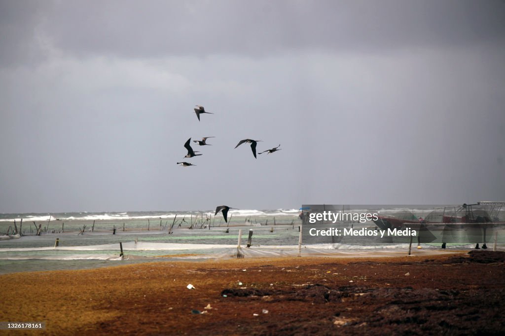 Sargassum Hits Beaches in Mahahual