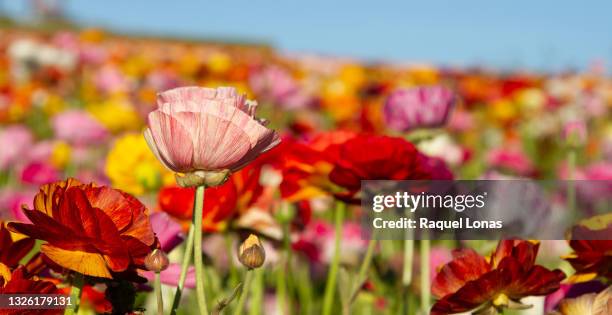 field of ranunculus flowers under a blue sky, one in focus - buttercup stock pictures, royalty-free photos & images