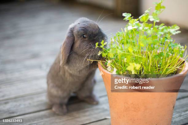 mini lop eared rabbit eating herbs - parsley stock-fotos und bilder