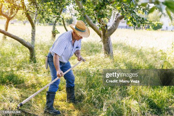 old farmer cutting grass with a scythe. - gras sense stock-fotos und bilder