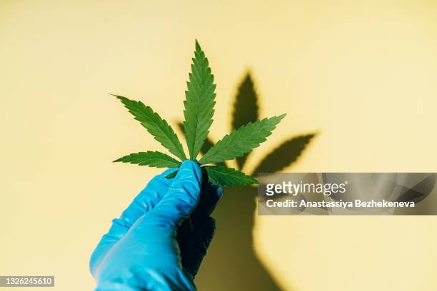 gloved hand holding fresh cannabis leaf against yellow background hard light - dopen stock pictures, royalty-free photos & images