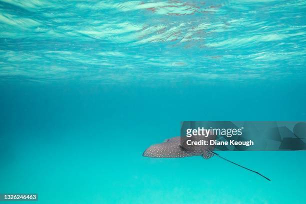 spotted eagle ray swimming - spotted fish stock pictures, royalty-free photos & images