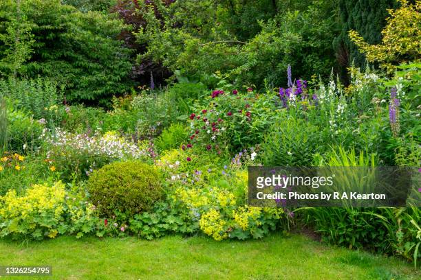 mixed planting in a country garden in mid summer - pie de león fotografías e imágenes de stock