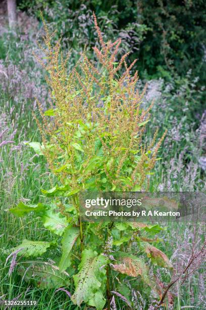 wild broad leaved dock plant (rumex obtusifolius) in full flower - sauerampfer stock-fotos und bilder