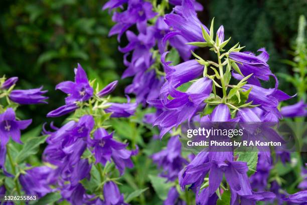 campanula latifolia 'brantwood' flowering in mid summer - campanula stock pictures, royalty-free photos & images