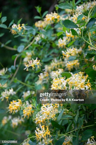 wild honeysuckle flowering in mid summer in the english countryside - honeysuckle stock pictures, royalty-free photos & images