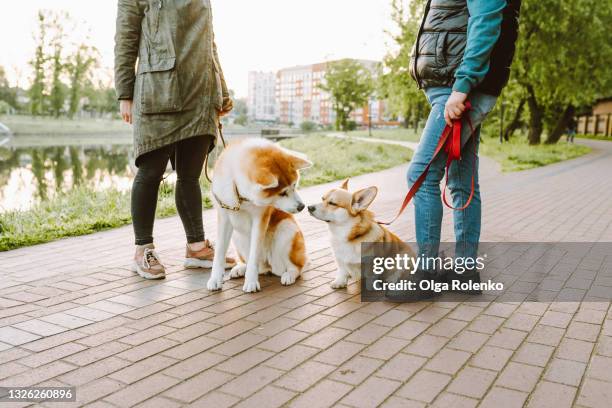 two female dog owners walk with their dogs akita inu and corgi in the park by the lake in the early morning and talk to each other - dog walking fotografías e imágenes de stock