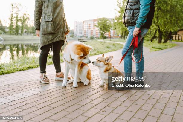 two female dog owners walk with their dogs akita inu and corgi in the park by the lake in the early morning and talk to each other - dog walker stock pictures, royalty-free photos & images