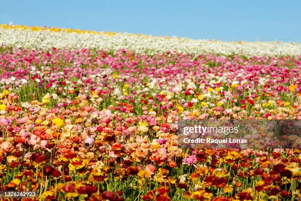 field of ranunculus flowers under a blue sky, one in focus - buttercup stock pictures, royalty-free photos & images