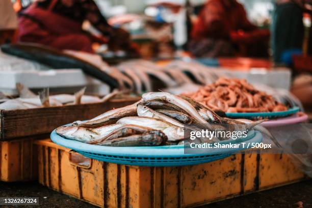 close-up of fish for sale at market,busan,south korea - busan fotografías e imágenes de stock