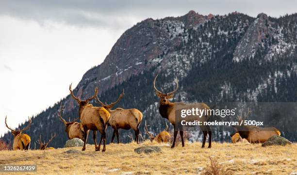 side view of elk standing on mountain against sky,estes park,united states,usa - estes park stock pictures, royalty-free photos & images