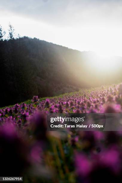 Halay High Resolution 188 Halay Stock Photos, High-Res Pictures, and Images - Getty Images