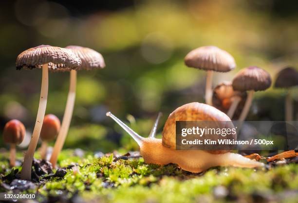 close-up of mushrooms growing on field with snail crawling through - close up of mushroom growing outdoors stock pictures, royalty-free photos & images