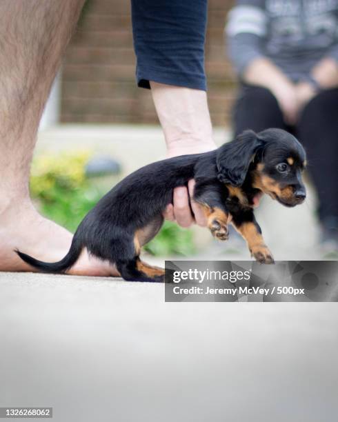 low section of man with dachshund standing on footpath - mcvey stock pictures, royalty-free photos & images