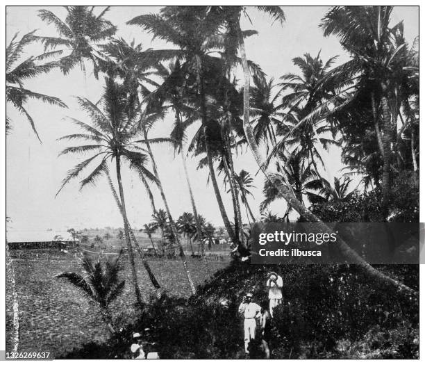 Antique Black And White Photograph Coconut Grove Near Arecibo Puerto Rico, Stockfoto