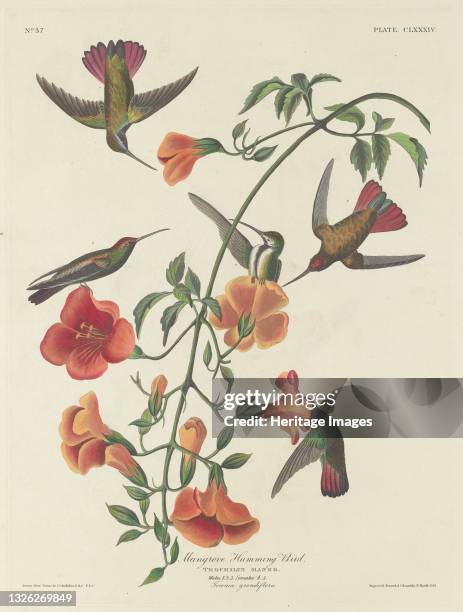 Mangrove Humming Bird, 1834. Artist Robert Havell.