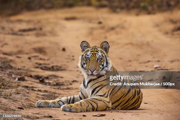 portrait of tiger sitting on field,bandhavgarh tiger reserve,india - tiger stock-fotos und bilder