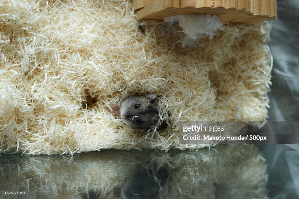 Djungarian hamster in cage amongst shavings from above