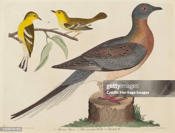 Passenger Pigeon, Blue-mountain Warbler, and Hemlock Warbler, published 1808-1814. Artist John G. Warnicke.