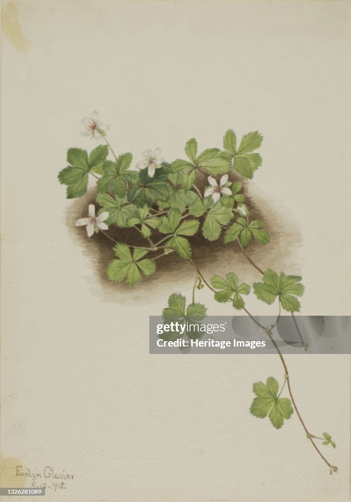 Red Dewberry (Rubus Pedatus)