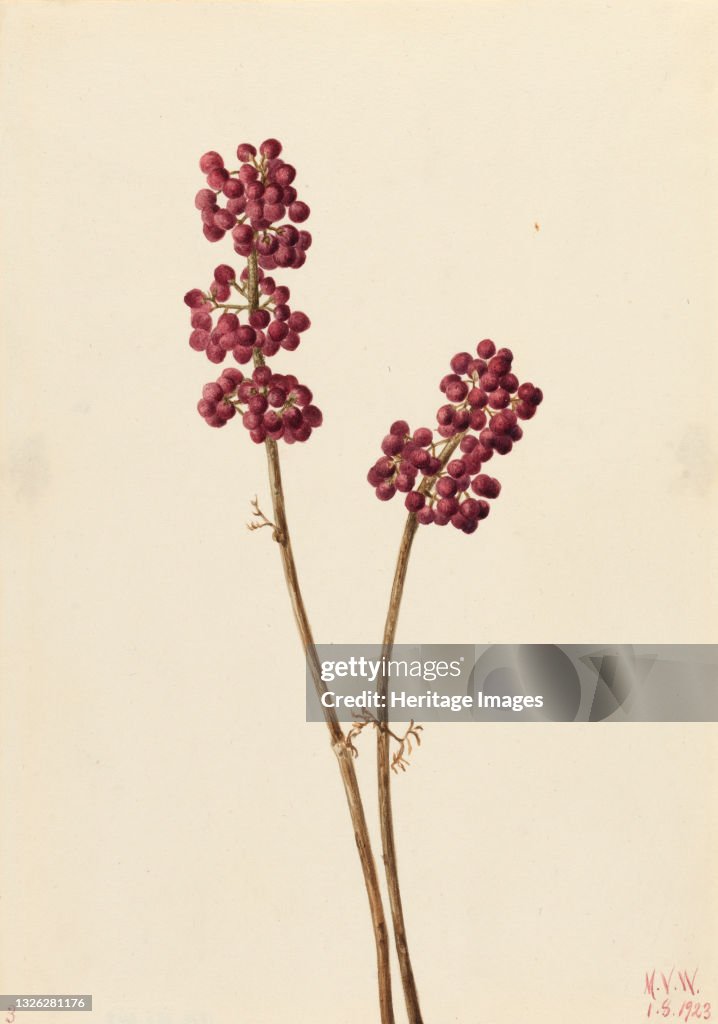 Beauty Berry (Callicarpa Americana)