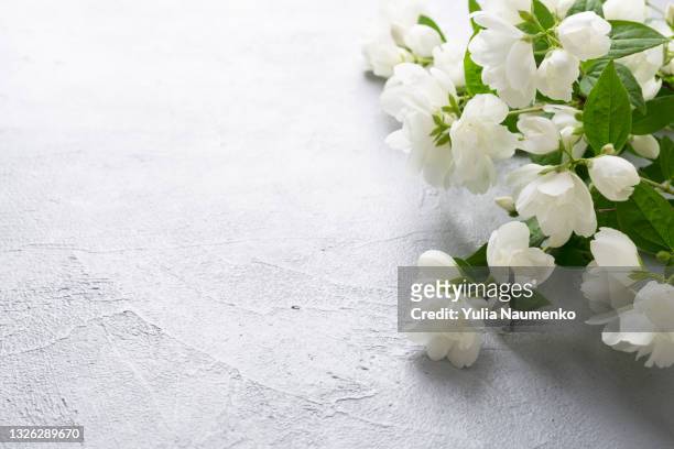 blooming jasmine on gray background - flower corner stock pictures, royalty-free photos & images