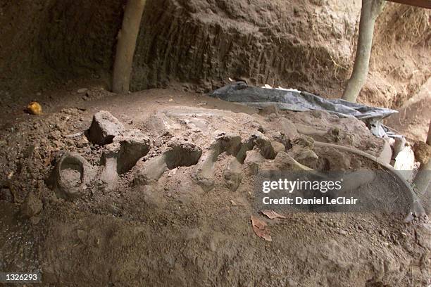 Sloth Lab Old Bones Of The River Photos and Premium High Res Pictures - Getty Images