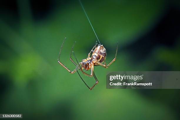 araignée naine linyphiidae - spider silk photos et images de collection