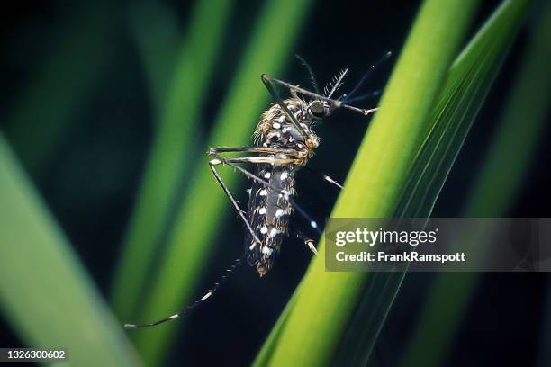 aedes japonicus insetto zanzara bush asiatico - zanzara foto e immagini stock